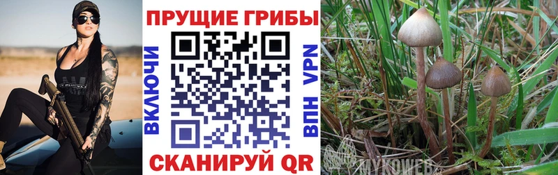 Купить где  Учалы  Псилоцибиновые грибы Cubensis 